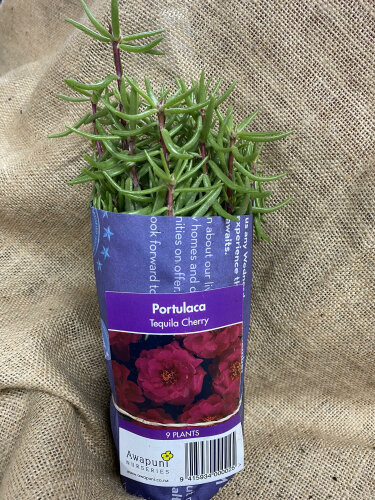 Portulaca - Tequila Cherry